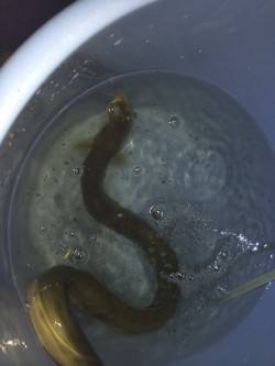 紀ノ川河口ぶっこみでウナギ自己最大サイズが…