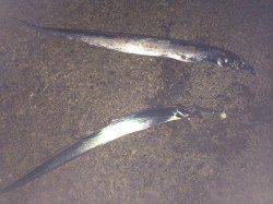 北港でタチウオ釣り〜合計6本、今後はサイズUPに期待