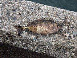 ジギングでハマチを狙って北港へ、カゴ釣りでアイゴ・真ダウ