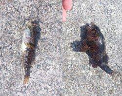 田尻漁港のガシリングでソイ・ハゼの釣果