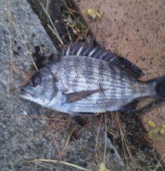 大阪南港エビ撒き釣り〜セイゴ・ハネ・チヌ・キビレ