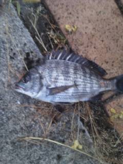 大阪南港エビ撒き釣り〜セイゴ・ハネ・チヌ・キビレ