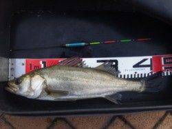 大阪南港エビ撒き釣り〜セイゴ・ハネ・チヌ・キビレ