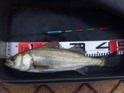 大阪南港エビ撒き釣り〜セイゴ・ハネ・チヌ・…