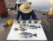 黒島の筏でチヌ・アイゴ・カワハギの釣果