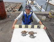 黒島の筏でナイスサイズのカワハギ釣果