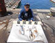 黒島の磯 ヤエンでのアオリイカ釣果