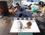 黒島の磯のヤエン釣りでアオリイカ良型2杯