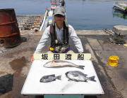 黒島の磯でイシダイ2枚！ ほかルアーでシー…