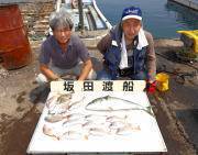 黒島の筏にてシラサをエサにメジロ・チャリコ…