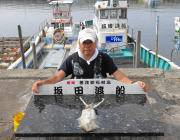 黒島の磯 ヤエンや泳がせ釣りでアオリイカあがっています