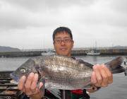 湾内の筏のチヌ釣果〜大きいチヌ釣れました♪…