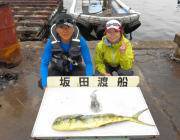 黒島の磯　トップでシイラの釣果