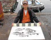 湾内の筏のチヌ釣果〜大きいチヌ釣れました♪