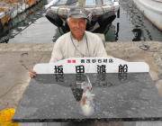 黒島の磯のアオリイカ釣果