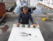 湾内の筏でのチヌ釣果