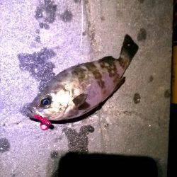 東二見人工島　3週間ぶりのメバリングで最大23cmのメバル