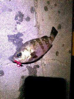 東二見人工島　3週間ぶりのメバリングで最大23cmのメバル