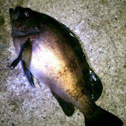 東二見人工島　3週間ぶりのメバリングで最大23cmのメバル