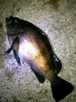 東二見人工島　3週間ぶりのメバリングで最大23cmのメバル