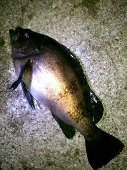 東二見人工島　3週間ぶりのメバリングで最大…