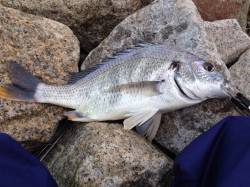 淀川チニング〜数回のバイトとバラシの後ガツ…