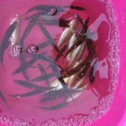 兵庫突堤でサビキ釣り〜タナは3.5ヒロぐらいで豆アジ