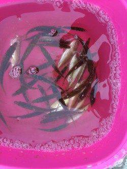 兵庫突堤でサビキ釣り〜タナは3.5ヒロぐらいで豆アジ