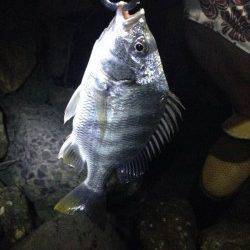 淀川河口　喰い渋い中でのチヌゲーム