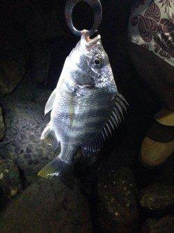 淀川河口　喰い渋い中でのチヌゲーム