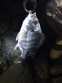 淀川河口　喰い渋い中でのチヌゲーム