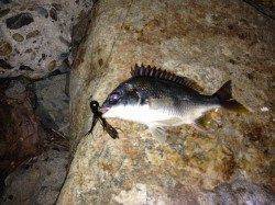 淀川河口周辺 ルアーでチヌ・キビレ〜バイトは多めでした