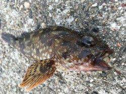 サビキで小サバ&エビ撒きでガシラ〜本命ハネはアタリなし。。。