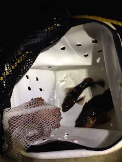 すべて開始30分ほどでの釣果です〜タコジグ…