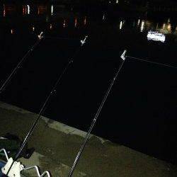 武庫川河口にウナギ狙いで釣行〜大きなマチヌが釣れました