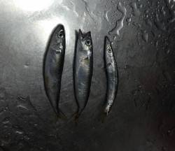 夕マズメの深日漁港でアジング〜バイトは多か…