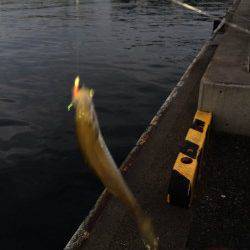 兵庫突堤でサビキ釣り〜タナは3.5ヒロぐらいで豆アジ