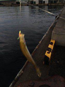 兵庫突堤でサビキ釣り〜タナは3.5ヒロぐらいで豆アジ