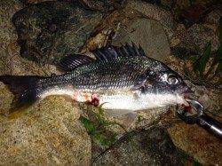 淀川河口　喰い渋い中でのチヌゲーム