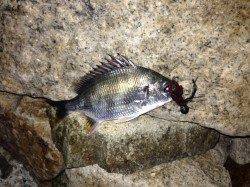 淀川河口周辺 ルアーでチヌ・キビレ〜バイトは多めでした