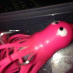 すべて開始30分ほどでの釣果です〜タコジグでタコ&ぶっ込みでガシラ