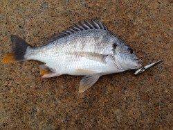 淀川河口周辺 ルアーでチヌ・キビレ〜バイトは多めでした