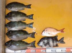 三尾の磯フカセ釣果〜地のこでグレ・地こばん…