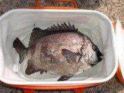 三尾の磯フカセ釣果〜地のこでグレ・地こばんでサンバソウ40cm