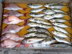 三尾の磯　カゴ＆フカセでマダイ＆アジ