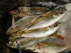 三尾の磯　カゴ＆フカセでマダイ＆アジ