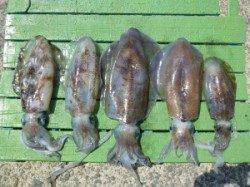 神谷崎地磯　ヤエンでアオリイカ計5ハイ