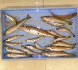 ヒロセオートキャンプ場でキス24.7cmを…