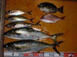 日中にヒラマサ２本・夜に食べ頃マダイ&am…