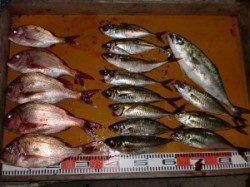 日中にヒラマサ2本・夜に食べ頃マダイ&ぷりぷりマアジ(^_^)v